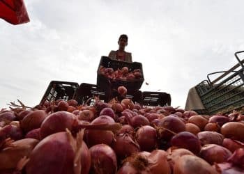 أسعار البصل اليوم في مصر الاثنين 18 ديسمبر 2023 .. خبر سعيد للمواطنين بعد التراجع الكبير