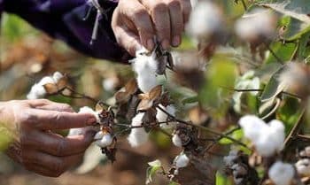 تراجع تعاقدات تصدير القطن المصري منذ بداية الموسم الجاري