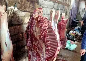 أولادي بياكلوا منه .. تفاصيل مثيرة بشأن بيع لحوم أحصنة في المنوفية