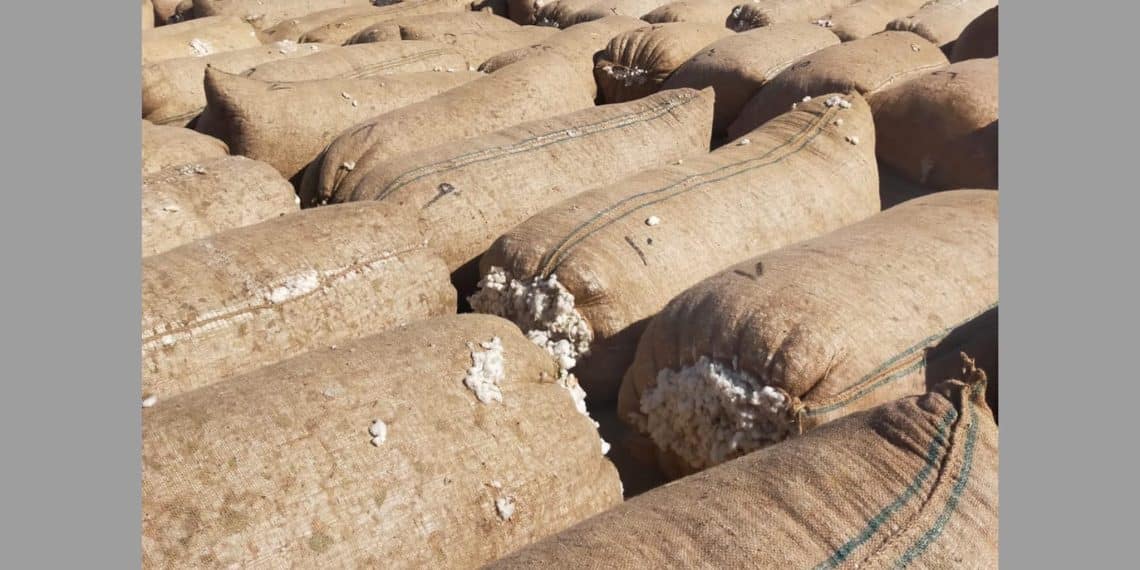 سعر قنطار القطن اليوم في مصر