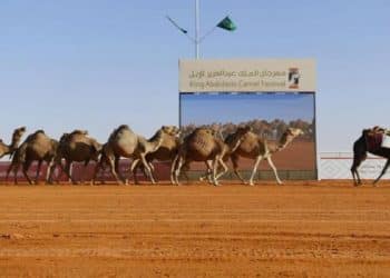 مهرجان الملك عبد العزيز للإبل