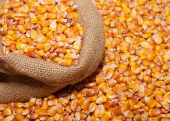 سعر طن الذرة الصفراء اليوم في مصر الثلاثاء 23 أبريل 2024 .. زيادة تجتاح الأسواق