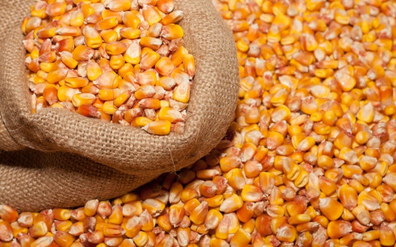 سعر طن الذرة الصفراء اليوم في مصر