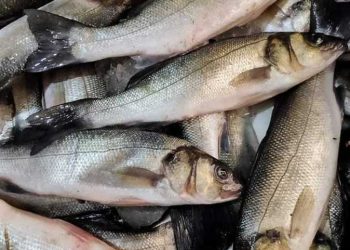 سعر السمك اليوم