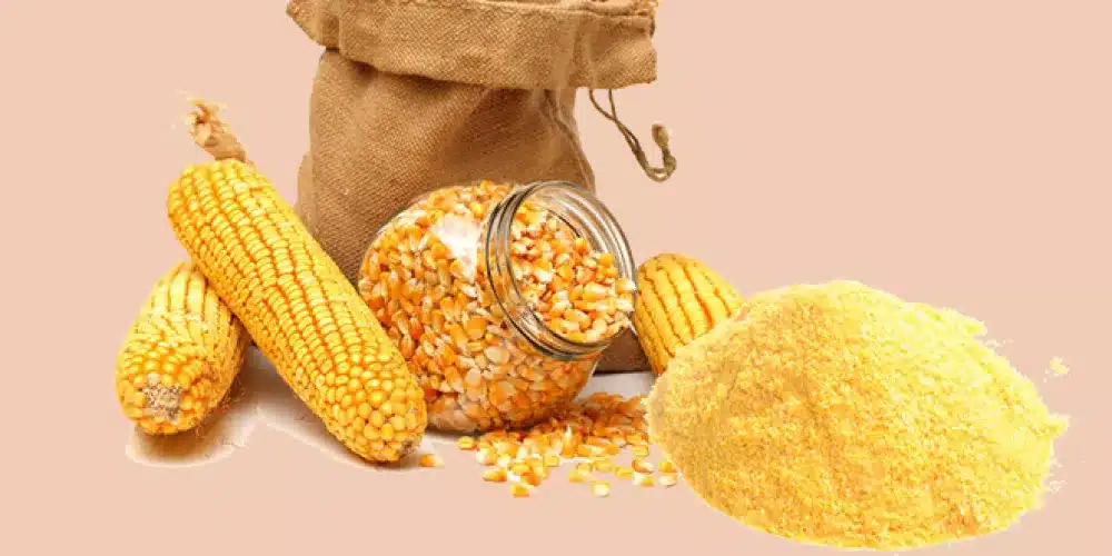 سعر طن الذرة الصفراء اليوم في مصر