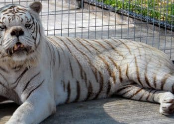 نجاة طفل من الموت بعد صراع مع نمر في الهند