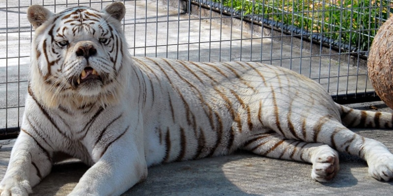 نجاة طفل من الموت بعد صراع مع نمر في الهند