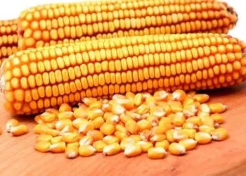 سعر طن الذرة الصفراء اليوم في مصر الاثنين 8 يناير 2024 .. الفرصة مسترة للشراء بثمن غير متوقع