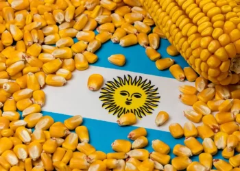 سعر طن الذرة الصفراء اليوم في مصر الأربعاء 15 نوفمبر 2023 .. مفاجأة بعد زيادة أمس