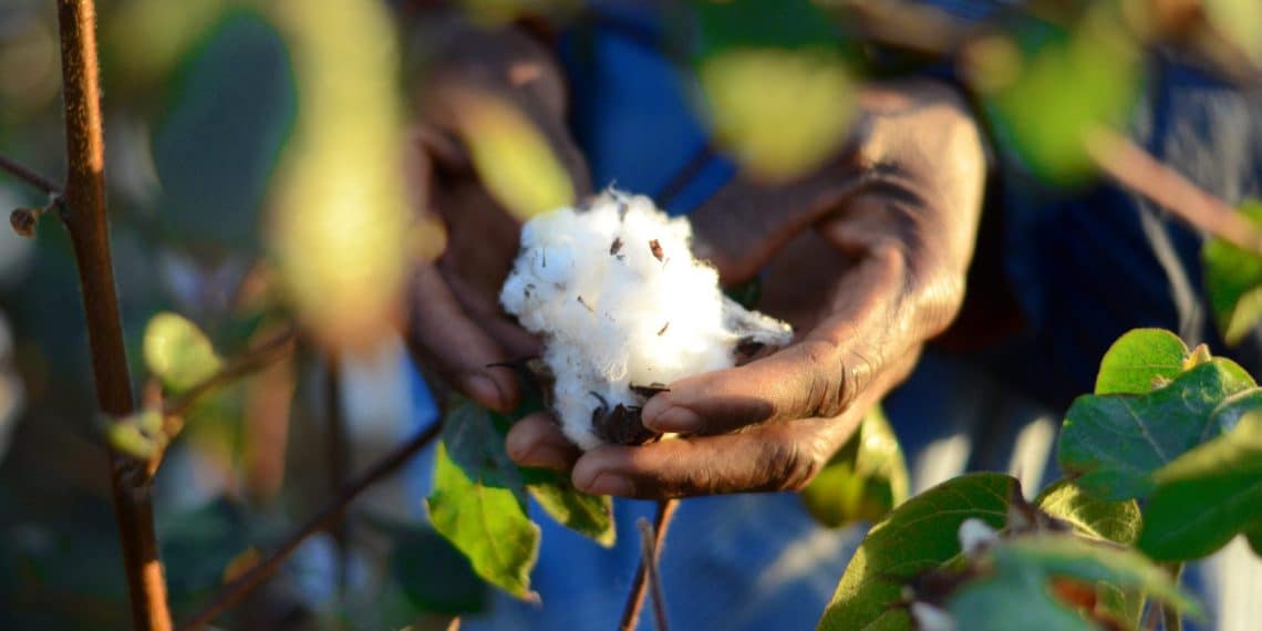 سعر قنطار القطن اليوم في مصر