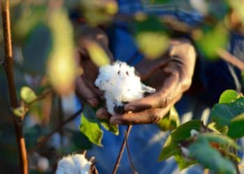 سعر قنطار القطن اليوم في مصر السبت 25 نوفمبر 2023 .. المزارعين يتلقون مفاجأة الآن