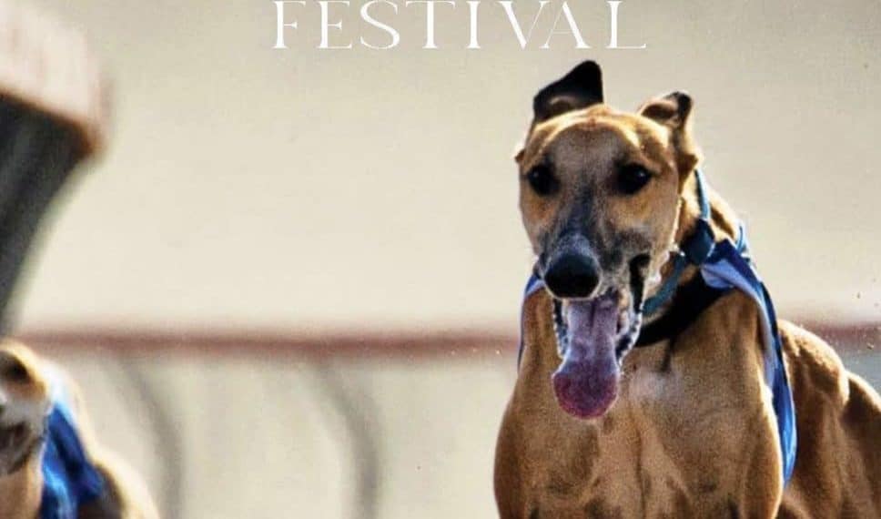 مهرجان الكلاب موسم الرياض