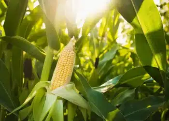 سعر الذرة في مصر اليوم الأربعاء 11 أكتوبر 2023 .. مفاجأة غير متوقعة