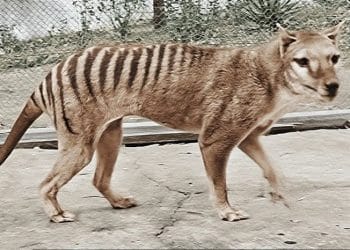 أغرب القصص في 2023.. ظهور حيوان منقرض وكرات فضائية