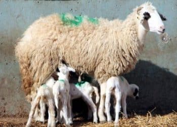 حالة نادرة الحدوث.. نعجة تلد 6 توائم في تركيا