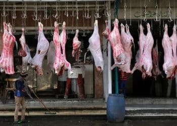 “الزراعة” الأميركية تتوقع تراجع واردات مصر من اللحوم الحية