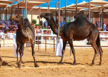 بالأسماء .. استبعاد مشاركين من مهرجان “جادة الإبل” بتهمة العبث