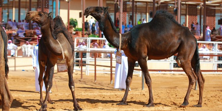 جادة الإبل
