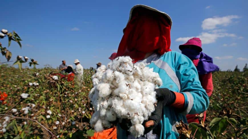 سعر قنطار القطن اليوم في مصر