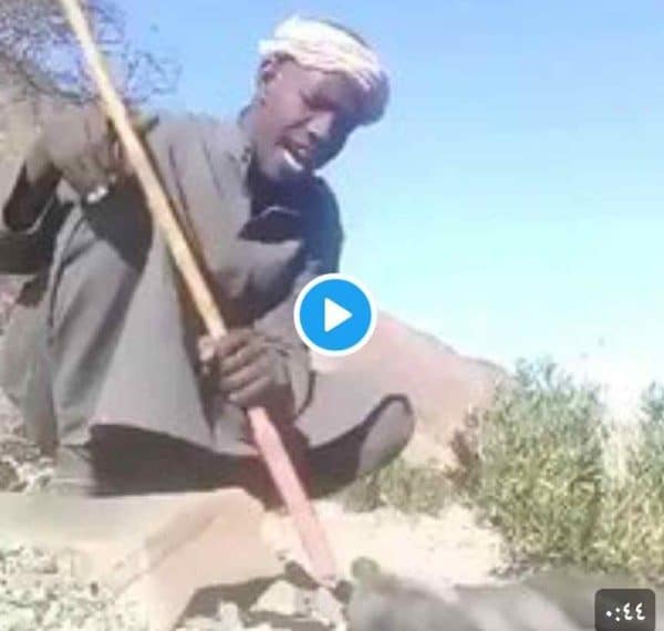 مقطع الذيب وراعي الغنم