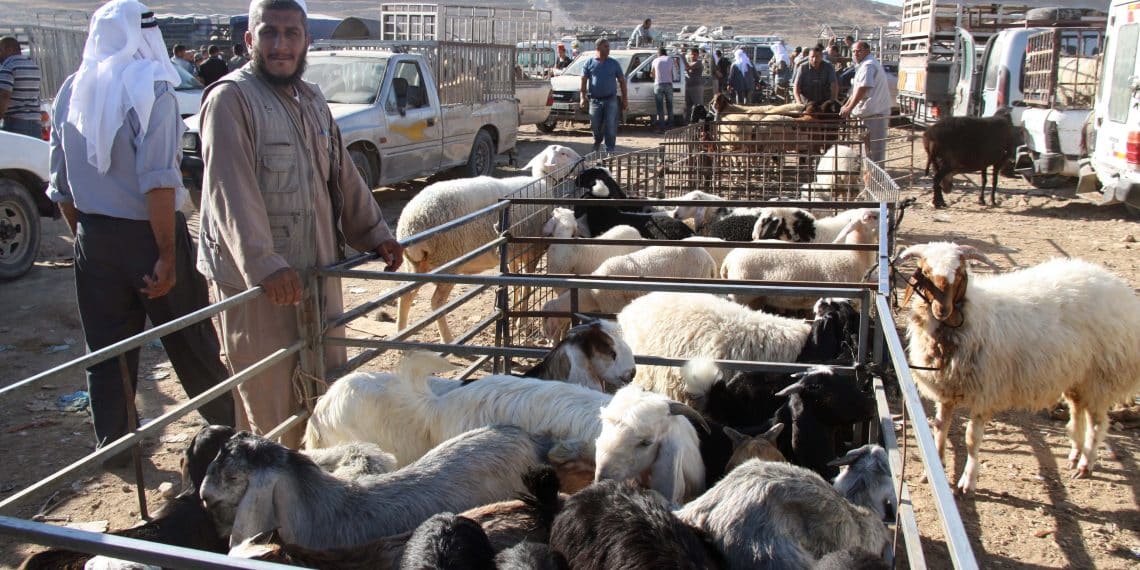 استعلام عن دعم المواشي عبر النفاذ الوطني
