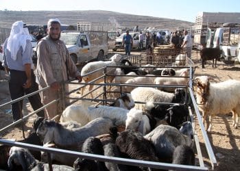 استعلام عن دعم المواشي عبر النفاذ الوطني