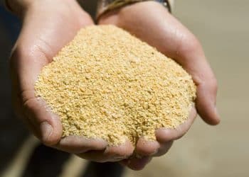 صدمة جديدة بالأسواق .. ارتفاع سعر الأعلاف اليوم في مصر السبت 4 نوفمبر 2023