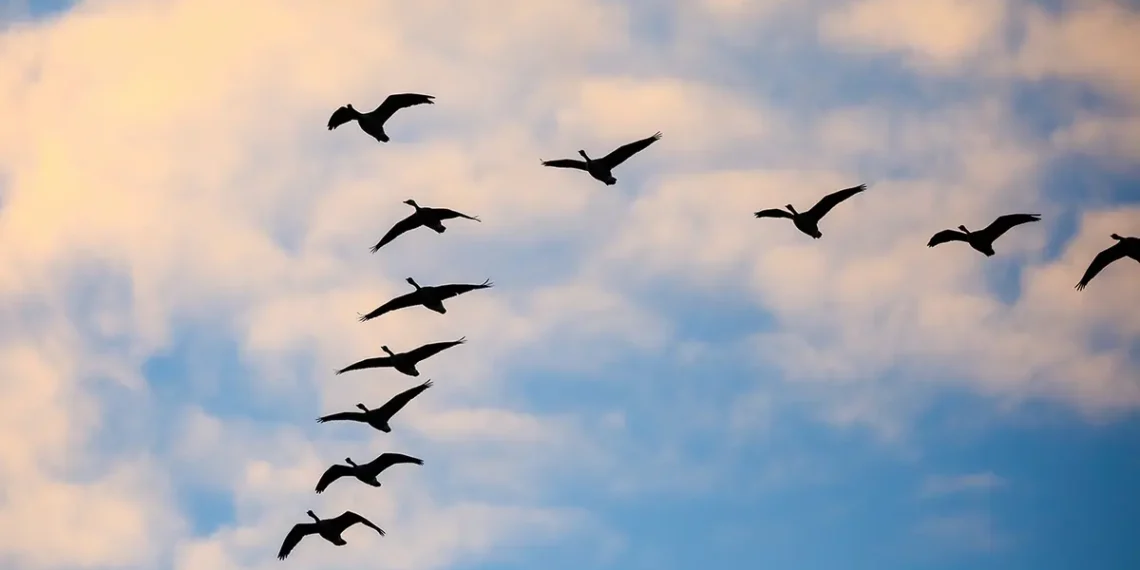 هجرة الطيور 1445