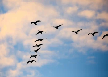 هجرة الطيور 1445 .. إليكم جدول رحيلها وعودته إلي السعودية