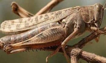 الجراد يعبر الحدود ويتدفق على محافظة البحر الأحمر في مصر