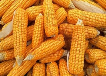 قوالب الذرة