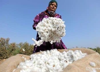 سعر قنطار القطن اليوم في مصر الأحد 26 نوفمبر 2023 .. زيادة غير متوقعة عند التجار