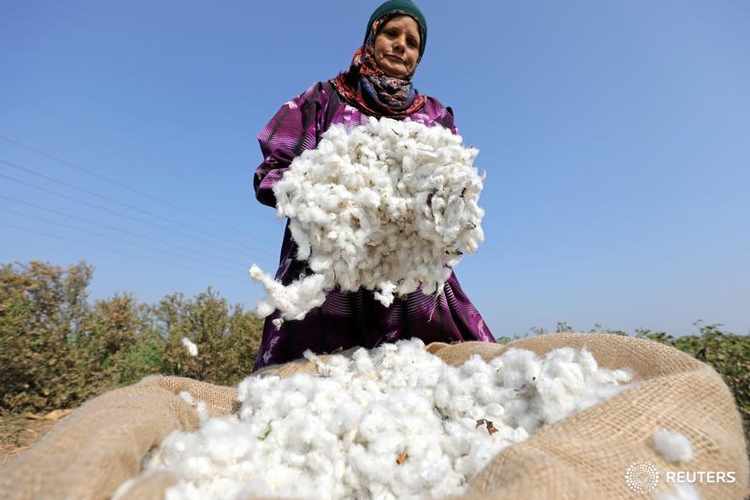 سعر قنطار القطن اليوم في مصر