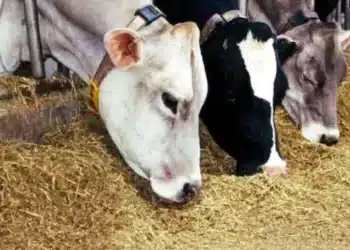 سعر الأعلاف اليوم في مصر الأثنين 30 أكتوبر 2023 .. تذبذب ببداية التعاملات