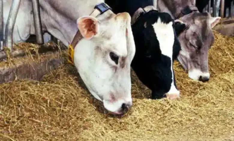 سعر الأعلاف اليوم في مصر