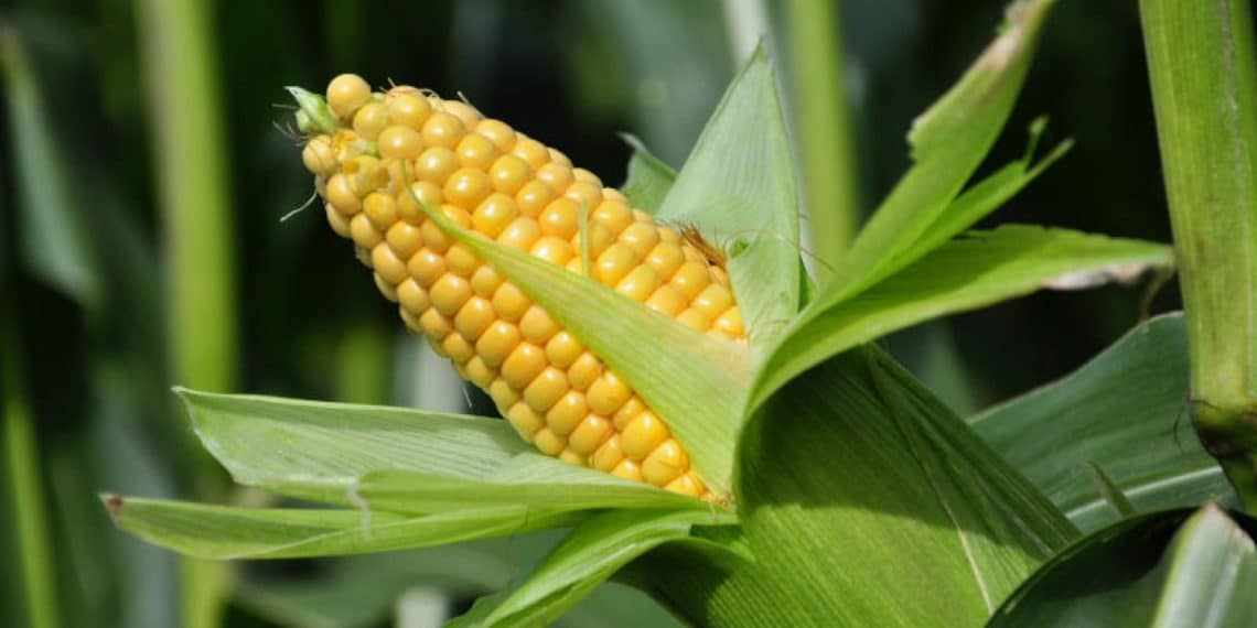 سعر طن الذرة الصفراء اليوم في مصر