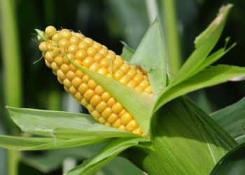 سعر طن الذرة الصفراء اليوم في مصر الاثنين 13 نوفمبر 2023.. فرصة شراء قبل الزيادة الجديدة