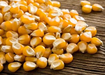 سعر الذرة اليوم في مصر الأثنين 9 أكتوبر 2023 .. فرحة عارمة للمزارع