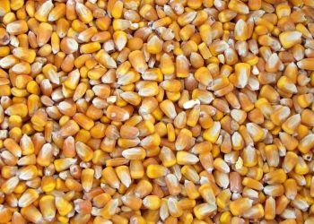 سعر طن الذرة الصفراء اليوم في مصر الثلاثاء 12 ديسمبر 2023 .. انخفاض 200 جنيه