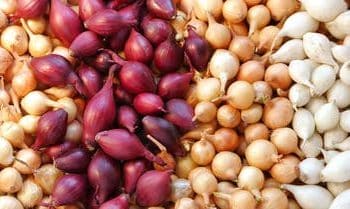 بدء “تكويد” مزارع البصل في مصر