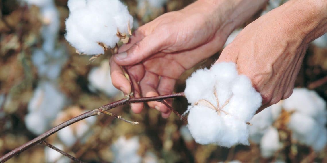 سعر قنطار القطن اليوم في مصر