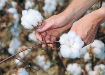 سعر قنطار القطن اليوم في مصر الخميس 16 نوفمبر 2023 .. لن تصدق مقدار التغير الذي حدث