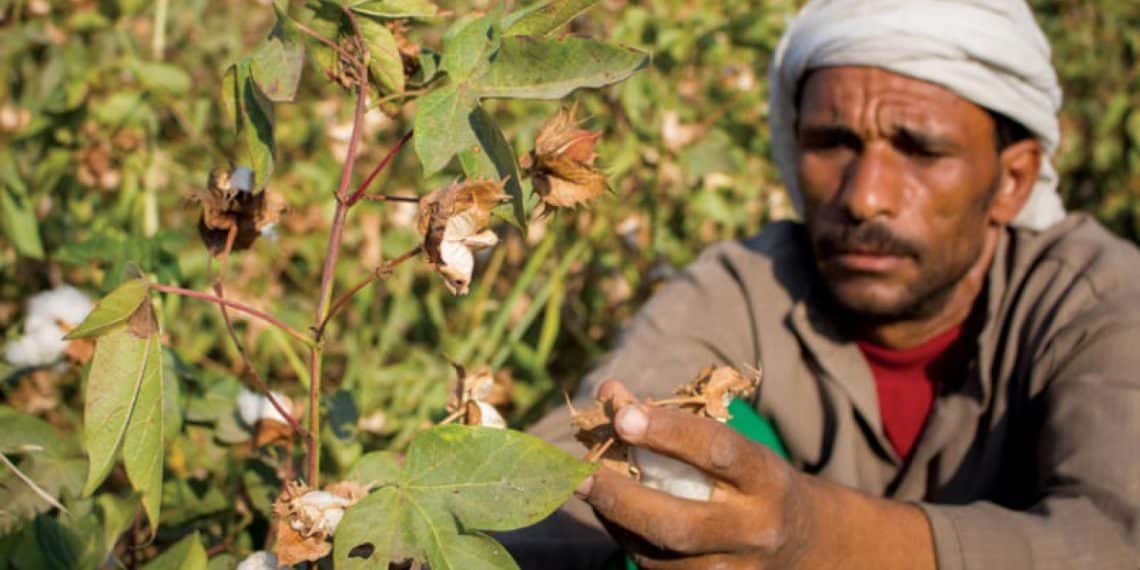 سعر قنطار القطن اليوم في مصر