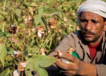 سعر قنطار القطن اليوم في مصر الأحد 28 يناير 2024 .. مفاجأة في أخر مزاد