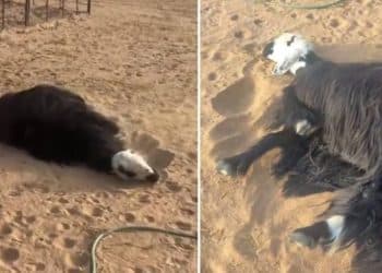 موت غامض لشاة بعد رفض صاحبها بيعها لزبون.. شاهد