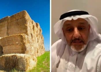 شاهد .. باحث سعودي ينصح بأكل التبن