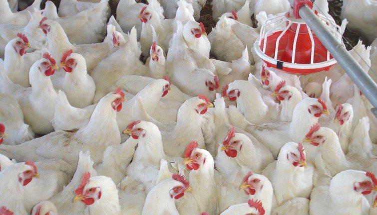 بورصة الدواجن اليوم في مصر