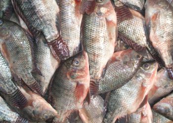 سعر السمك اليوم في مصر الجمعة 20 أكتوبر 2023 .. زيادة جديدة وغير متوقعة