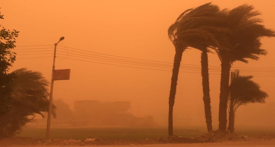 صورة رياح تهز النخيل