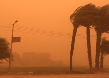 صورة رياح تهز النخيل